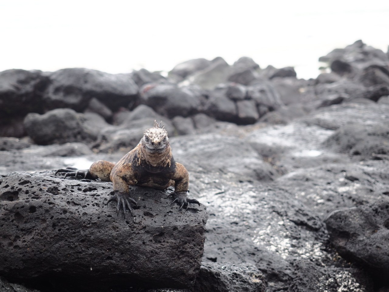 Break time: A detour to the&nbsp;Galapagos