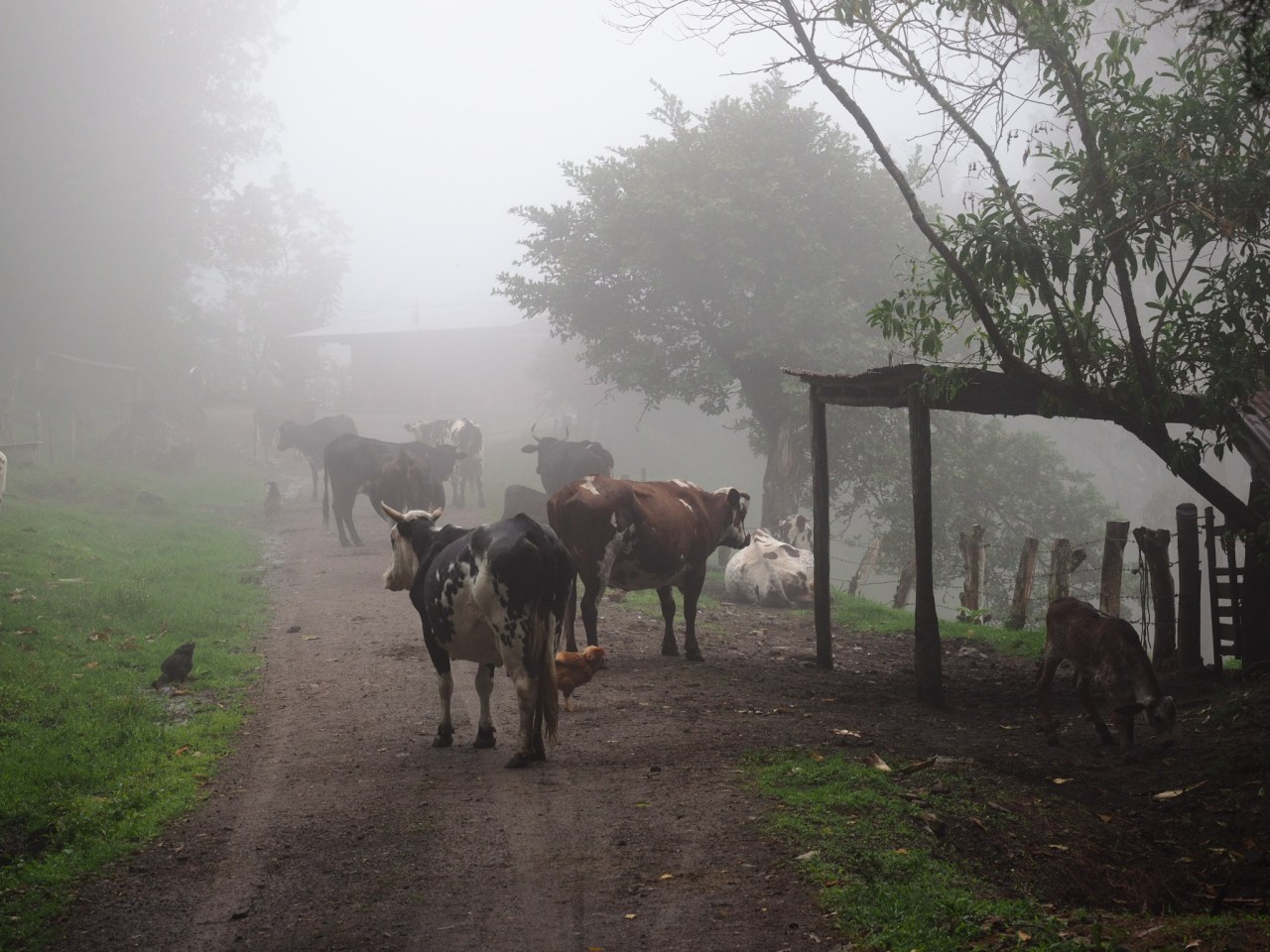 Salento to Ibague, and how my trip nearly got&nbsp;derailed